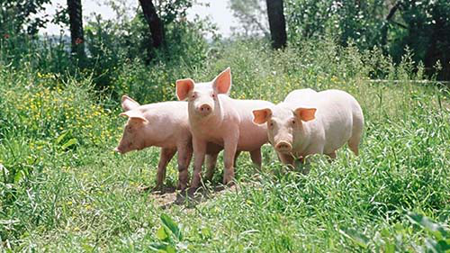 猪配种有哪些常见误区？你中招了吗？
